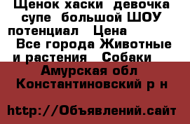 Щенок хаски, девочка супе, большой ШОУ потенциал › Цена ­ 50 000 - Все города Животные и растения » Собаки   . Амурская обл.,Константиновский р-н